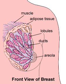 front breast