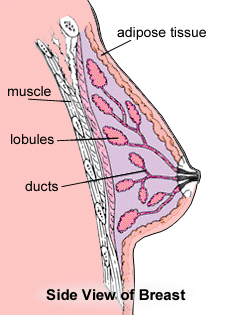 side view of breast
