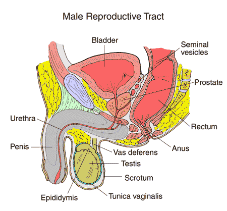 male reproductive tract