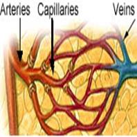 capillary malformation arteries
