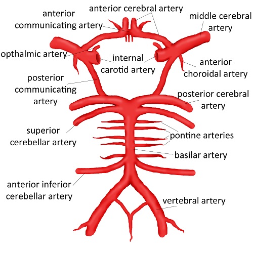 circle of willis