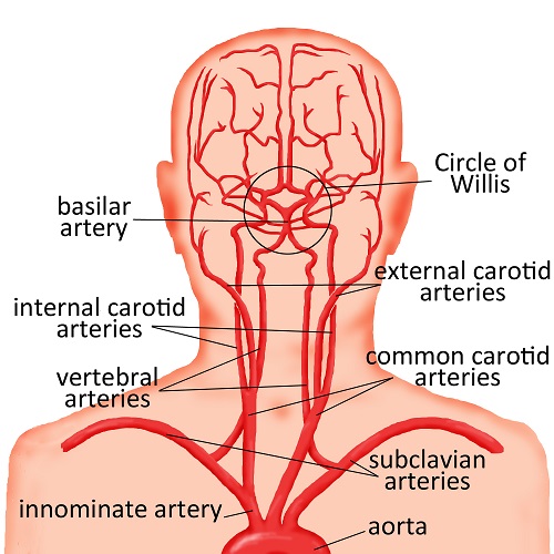 major arteries of the head neck and brain