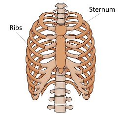thoracic_cage_diagram