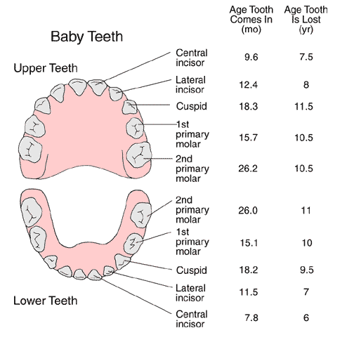 babyteethff