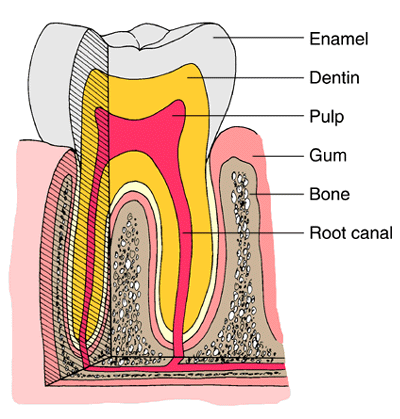 tooth