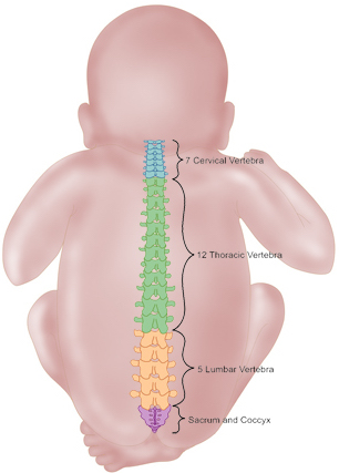 Illustration of the names and locations of the vertebral column bones
