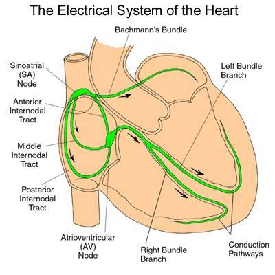 The heart's electrical system