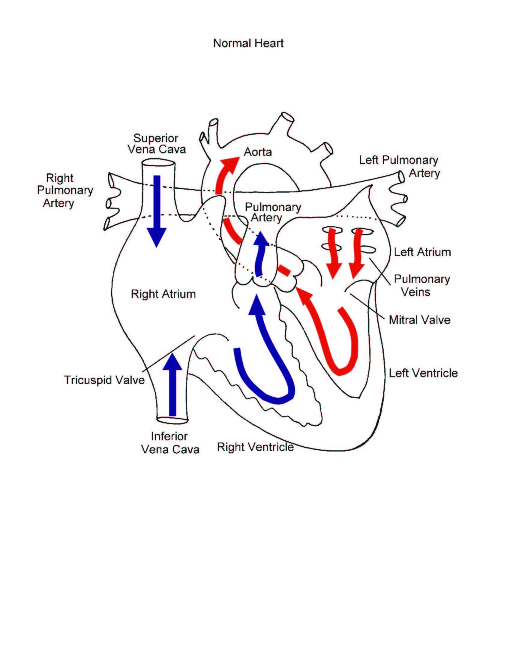 Normal Heart illustration 