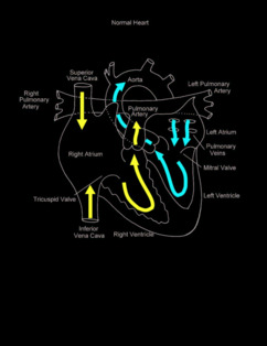 Normal Heart illustration