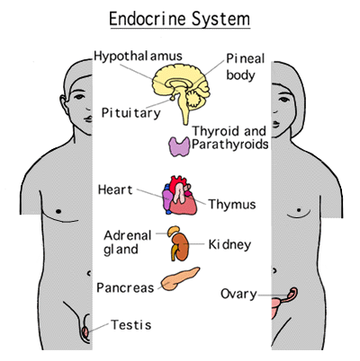 Anatomay of endocrine