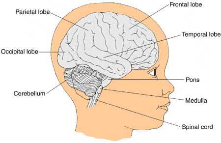 Anatomy of the brain