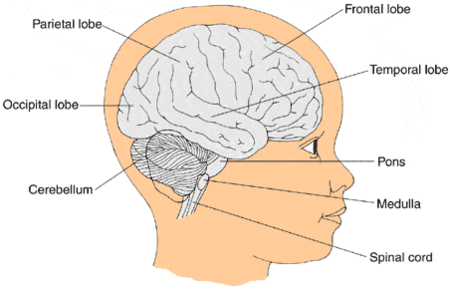 Anatomy of the brain