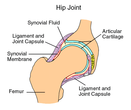 Hip joint diagram for dysplasia of the hip