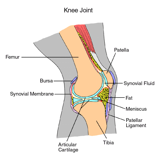 Image of Knee Joint displaying the patella, synovial fluid, fat, meniscus, patellar ligament, tibia, articular cartilage, synovial membrane, bursa and femur