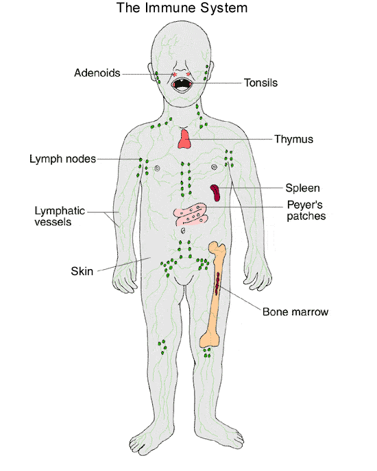 Image of The Immune System displaying adenoids, tonsils, thymus, spleen, Peyer's patches, bone marrow, skin, lymphatic vessels and lymph nodes.
