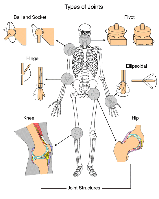 Image of Types of Joints displaying the ball and socket, pivot, ellipsoidal, hip, knee and hinge