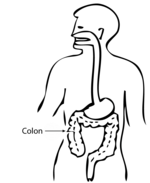 Colon