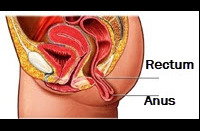 Anus