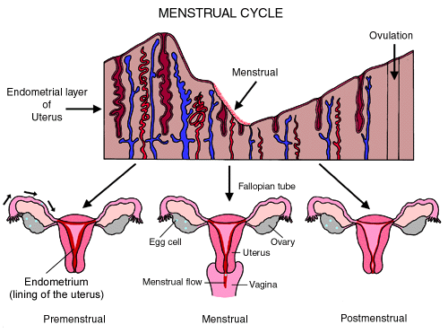 The menstrual cycle: an overview | Children's Wisconsin