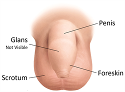 https://childrenswi.org/-/media/chwlibrary/images/medical-care/adolescent-health-and-medicine/adolescent-issues-and-concerns/adolescent-growth-and-development/male-physical-development/intact-penis-care/intact-illustration.png?h=184&w=250&hash=DA4D2446ABE84703CB7FF453F9CD73CF