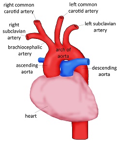 Aorta Diagram Of The Heart