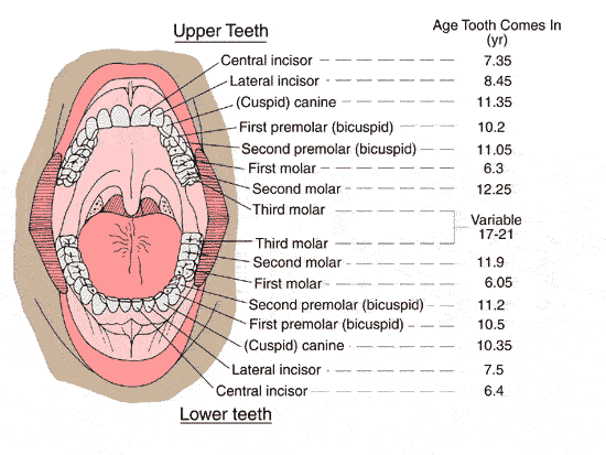 Names Of Teeth For Kids