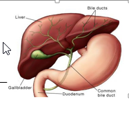 Gallstones | Children's Wisconsin