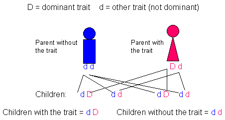 Autosomal dominant: myotonic dystrophy