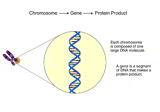 what is a single gene defect