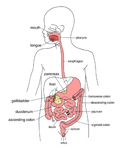 Understanding Your Digestive System & Its Digestion Process