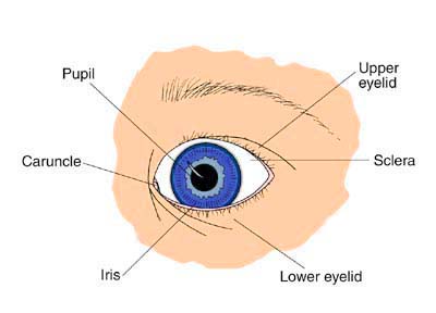 Anatomy of the Eye