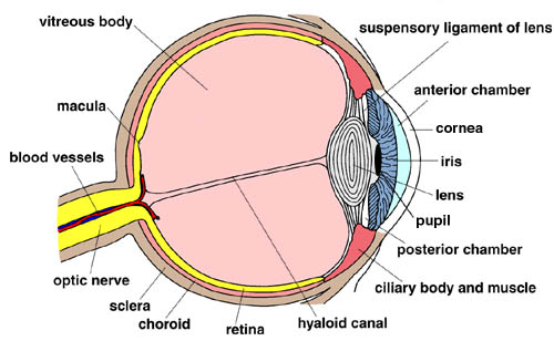 What's Structure of Eyeball ?