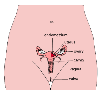 showed an overview on female abdomen and its parts.