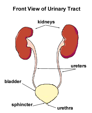 How the bladder works