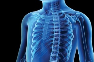 spine