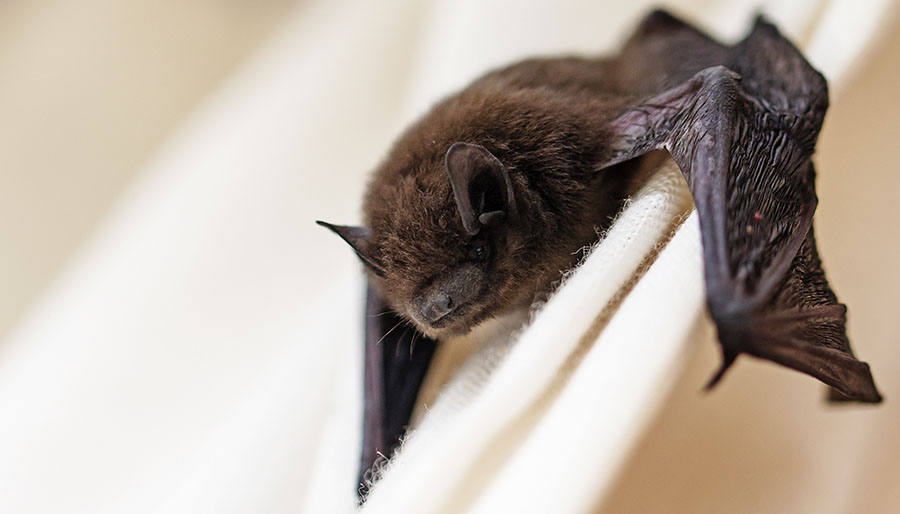 about bats for kids