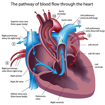 diagram of single ventricle heart children's Wisconsin 