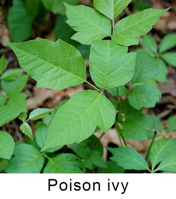 Poison ivy plant