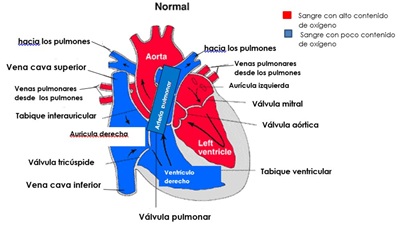 normal heart