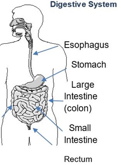 Digestive system