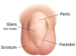 Intact penis care