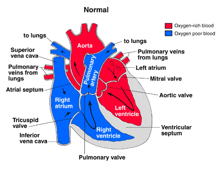 A diagram of a normal heart.